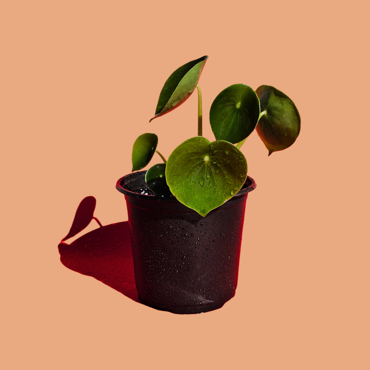 Peperomia Cucharita (25 cm)