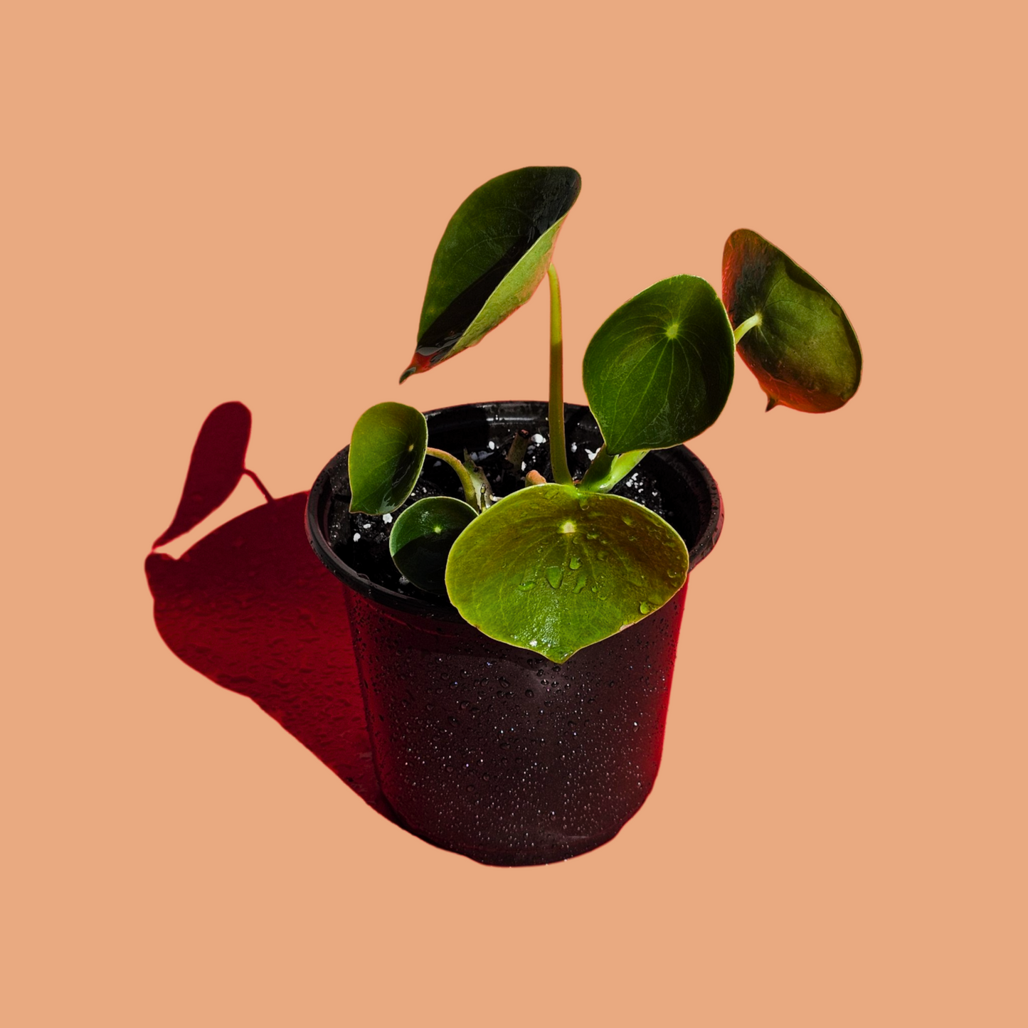 Peperomia Cucharita (25 cm)