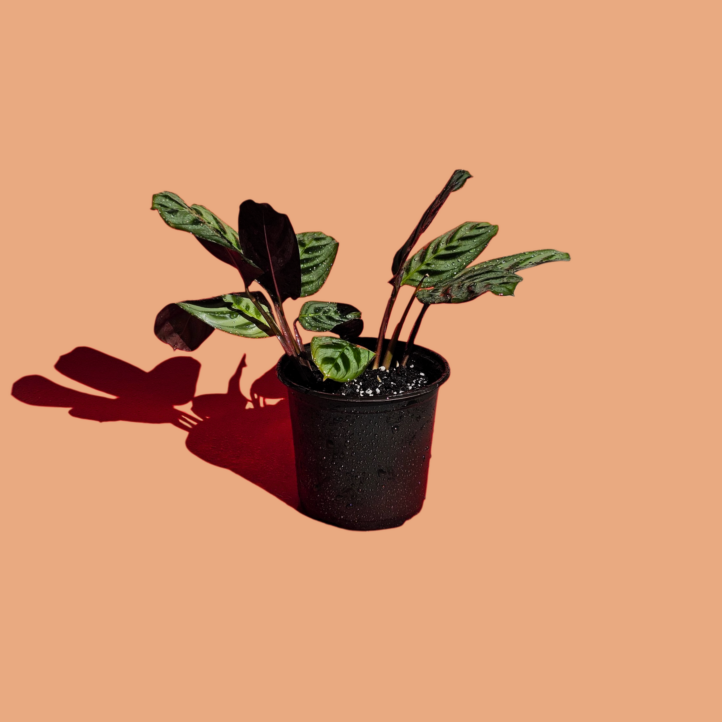 Ctenanthe Burle Marxii (25 cm)
