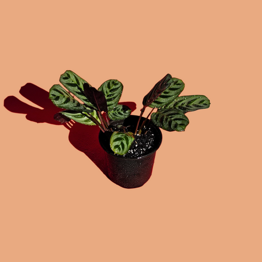 Ctenanthe Burle Marxii (25 cm)