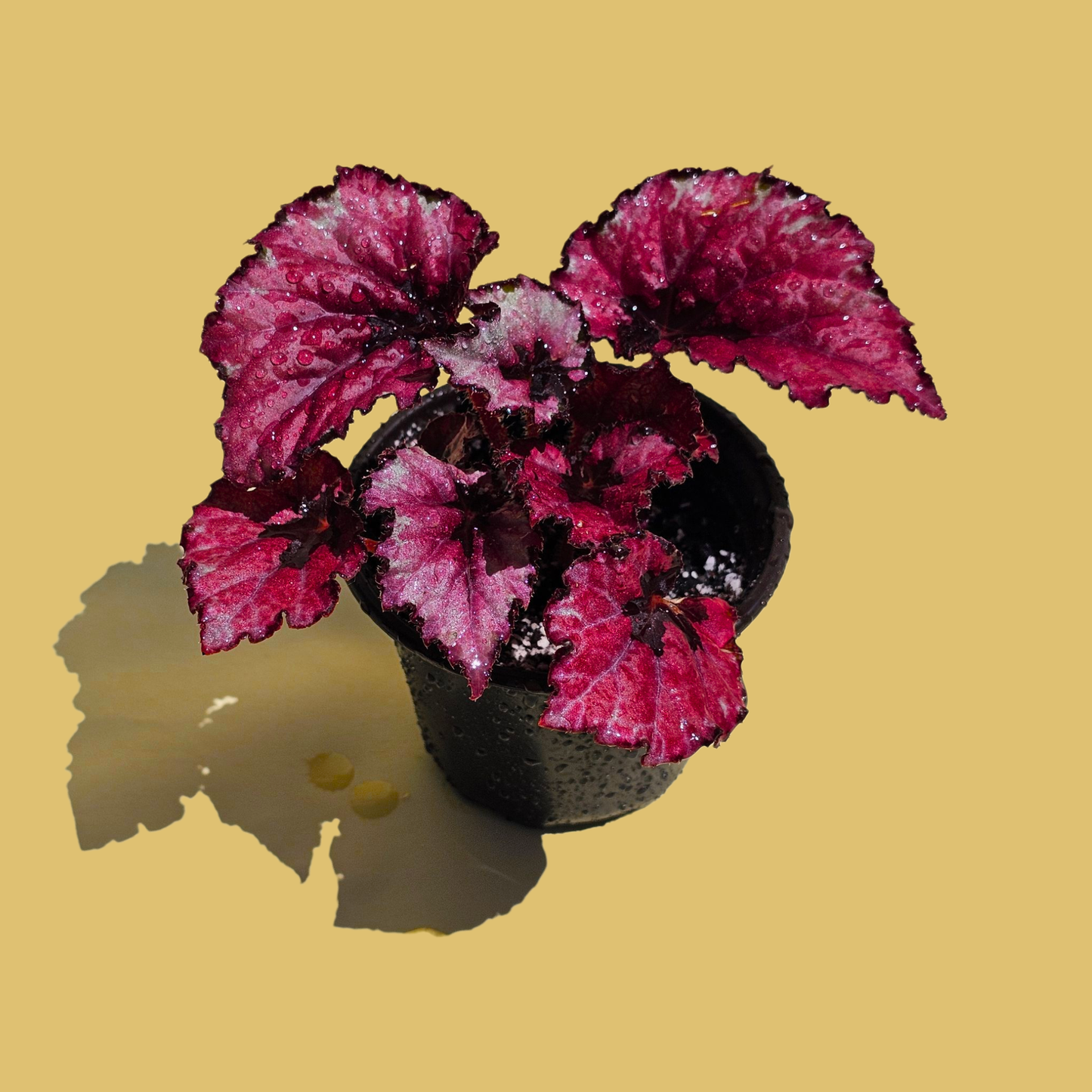 Begonia Rex Red Kiss (15 cm)