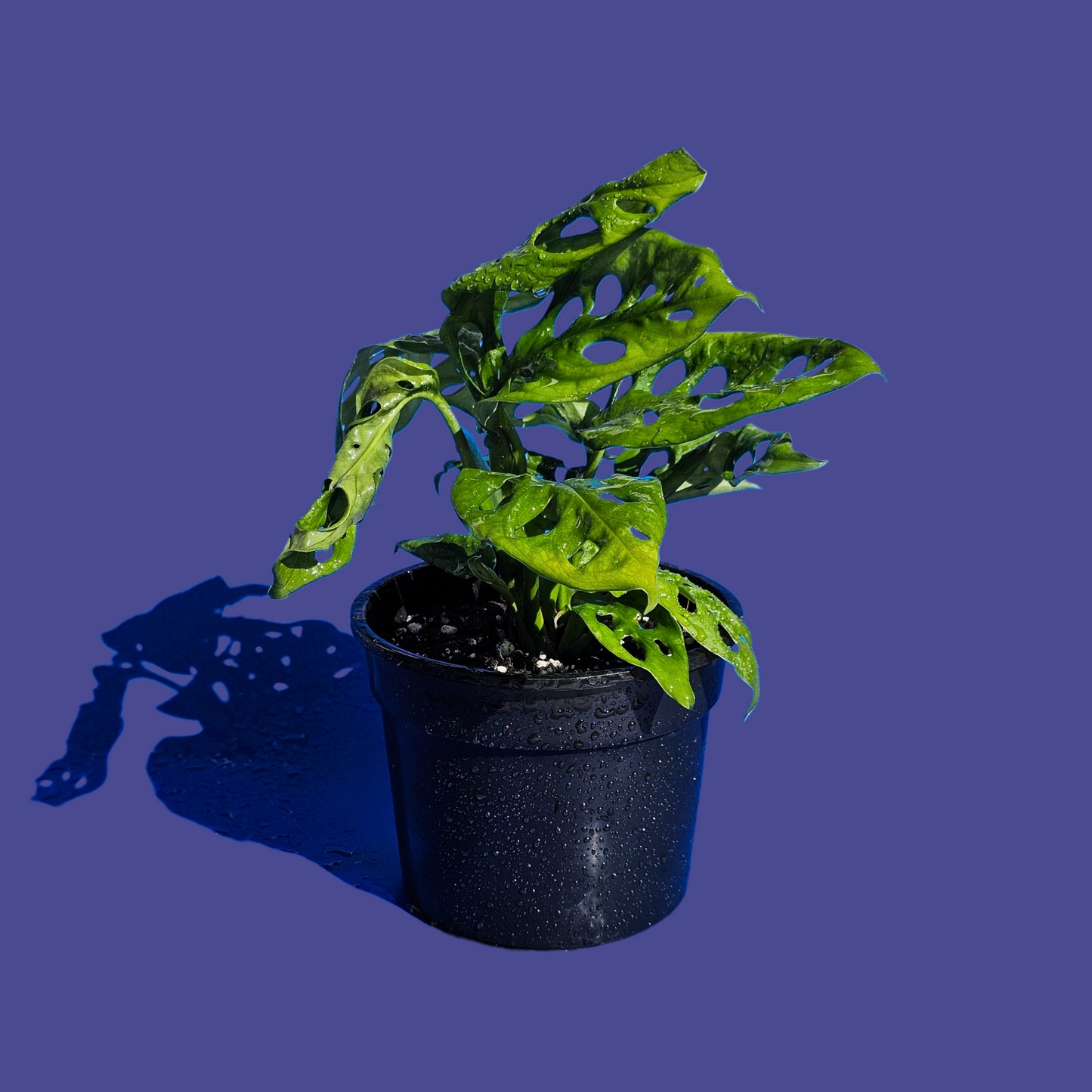 Monstera Adansonii (25 cm)