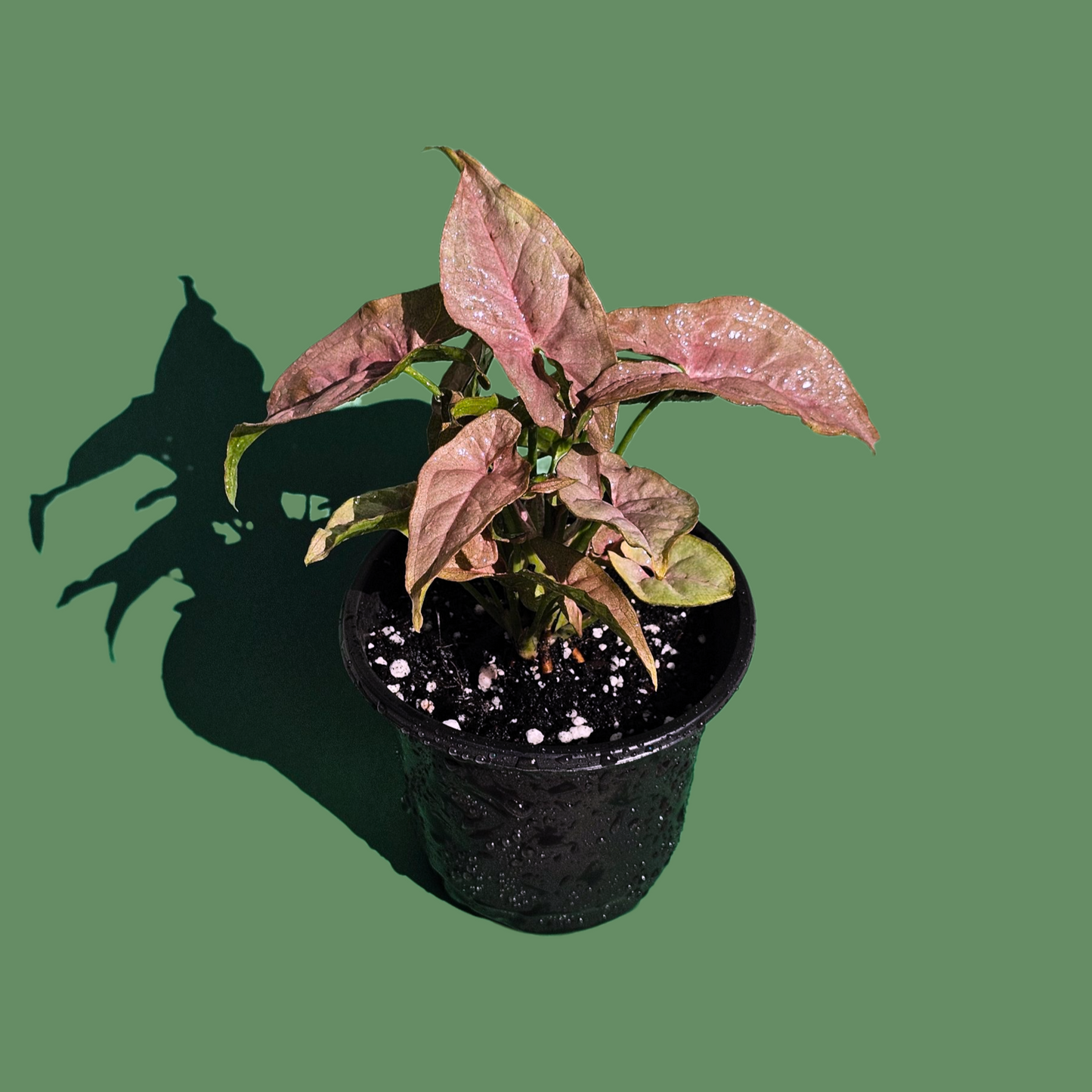 Singonio Rosado (20 cm)