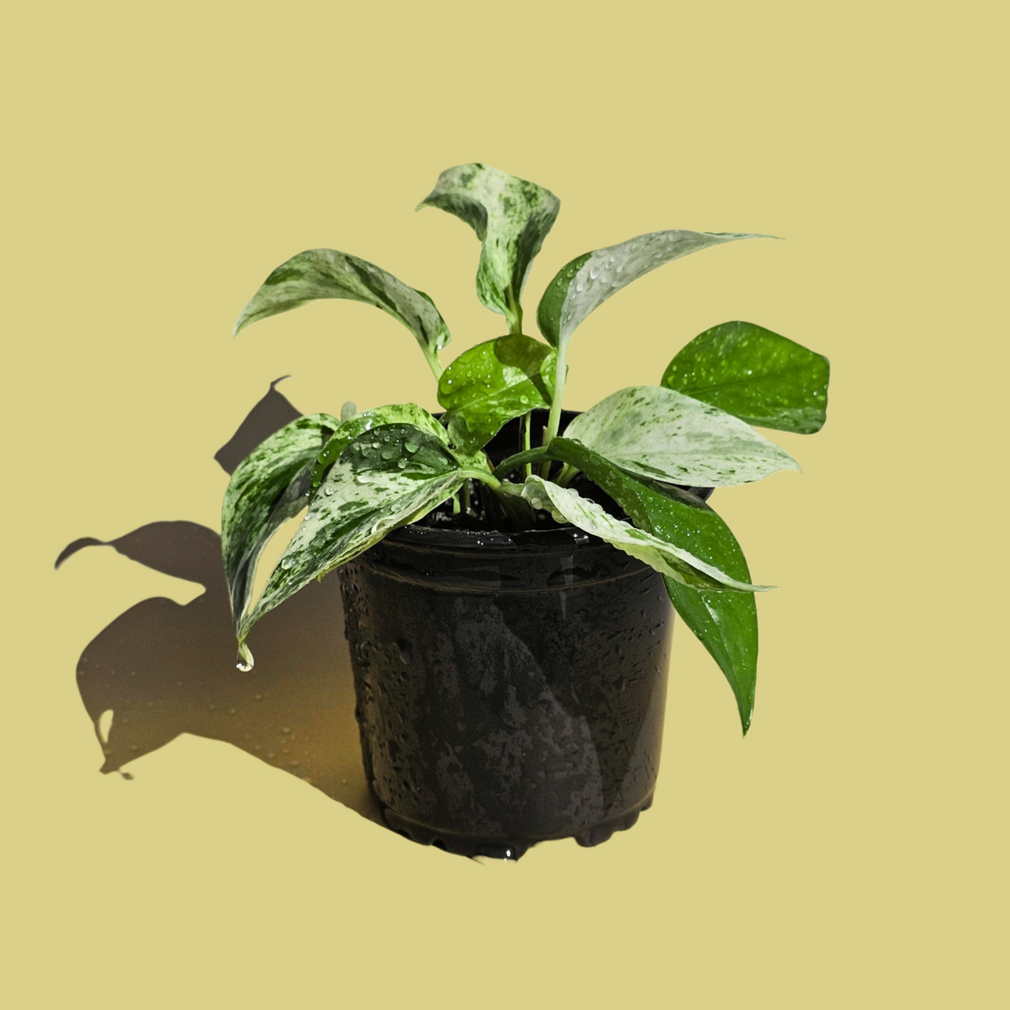 Pothus Marble Queen (15 cm)