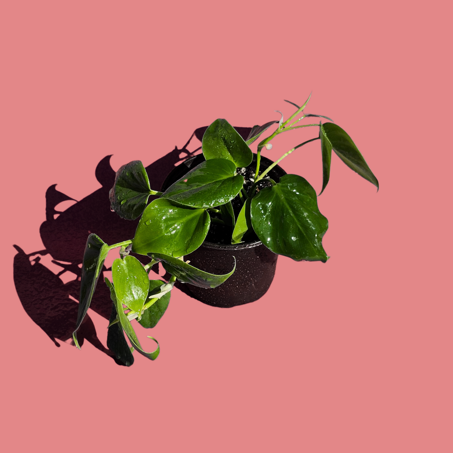 Filodendro Cordatum Verde (30 cm)