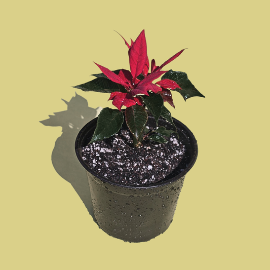 Corona del Inca (30 cm)