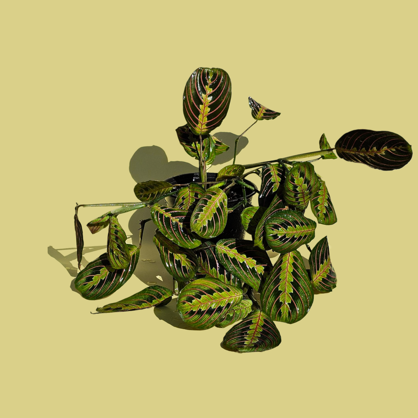 Maranta Leuconeura (50 cm)
