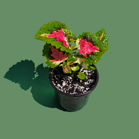 Coleus Rosado (15 cm)