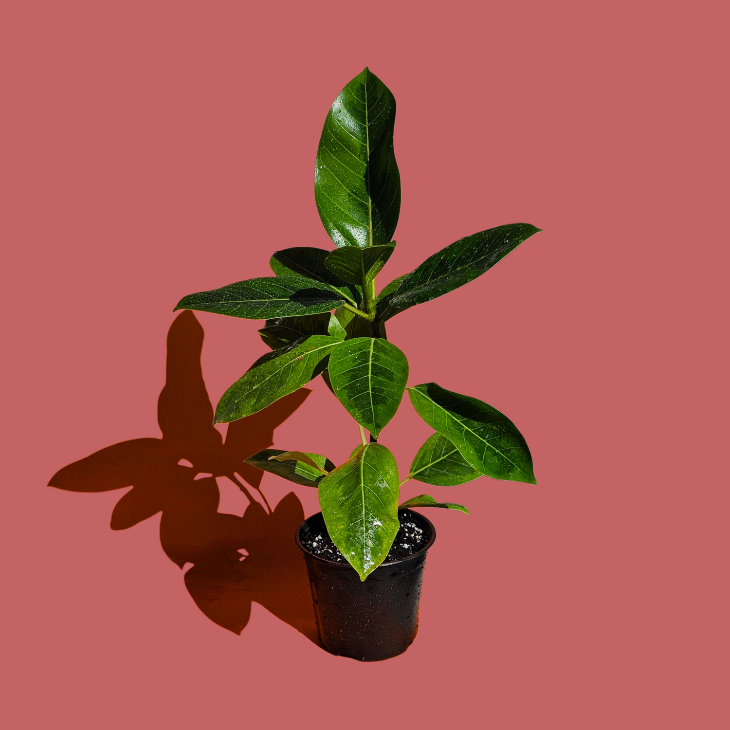 Plantas