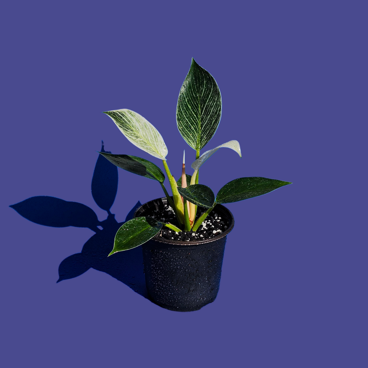 Plantas Variegadas