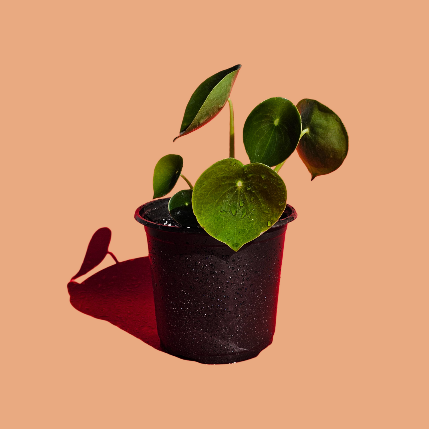 Plantas Pet-Friendly