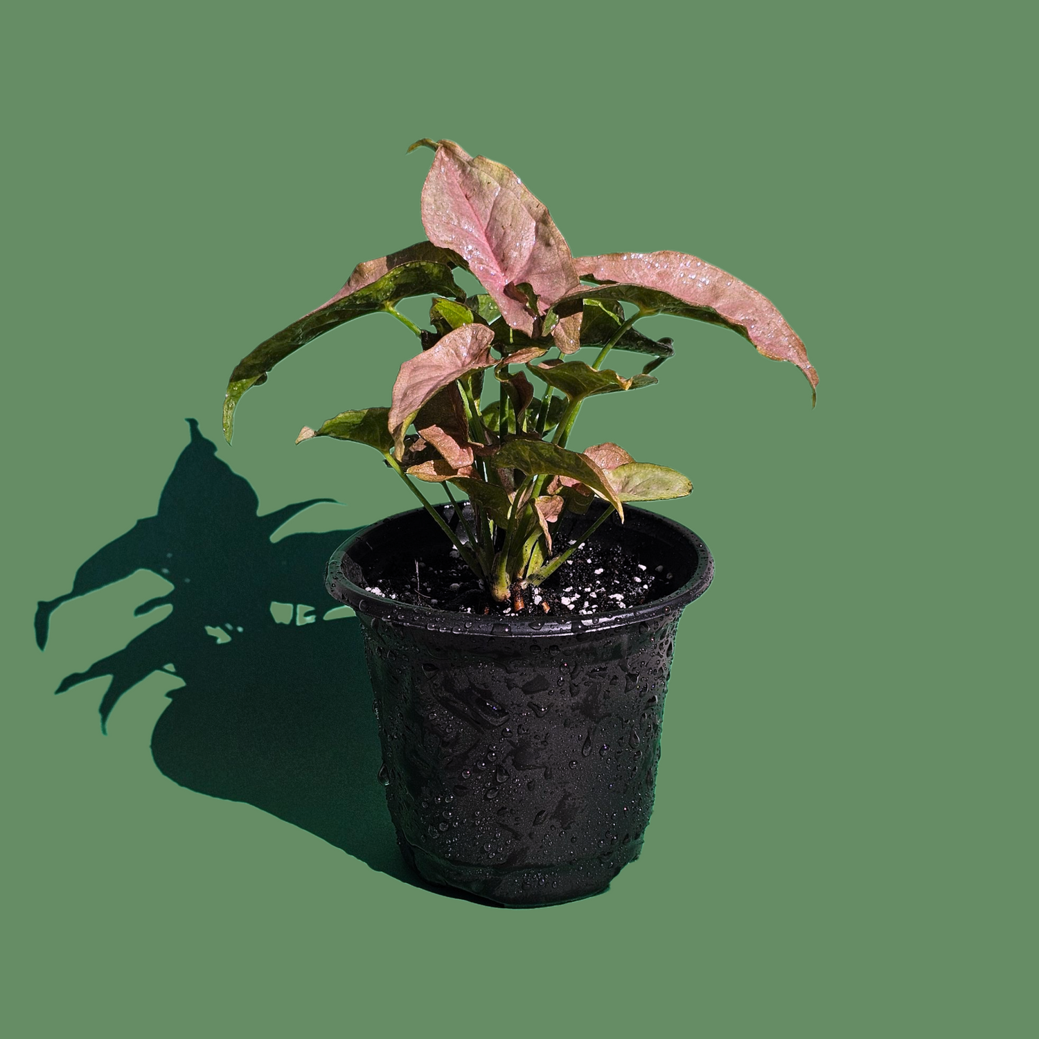 Plantas Coloridas