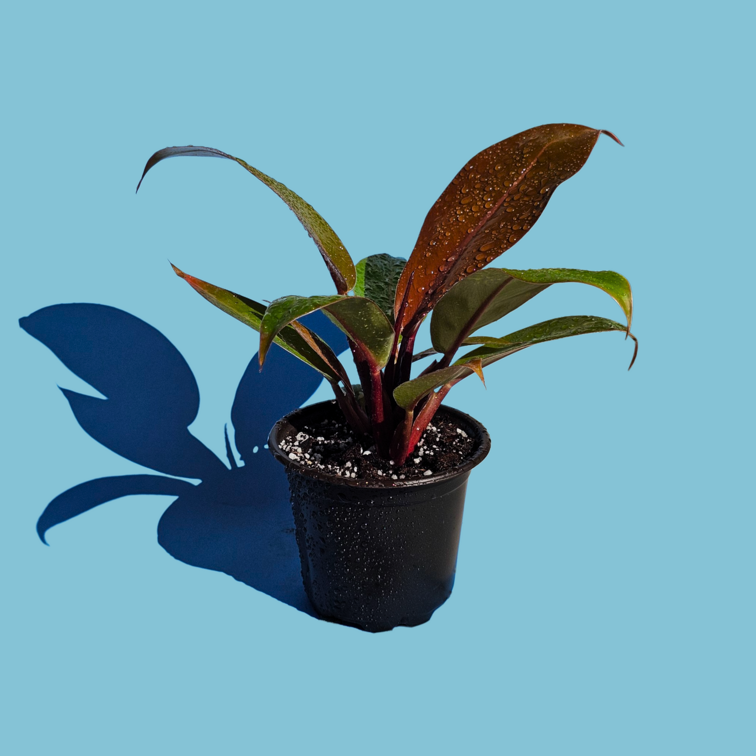 Plantas de Colección
