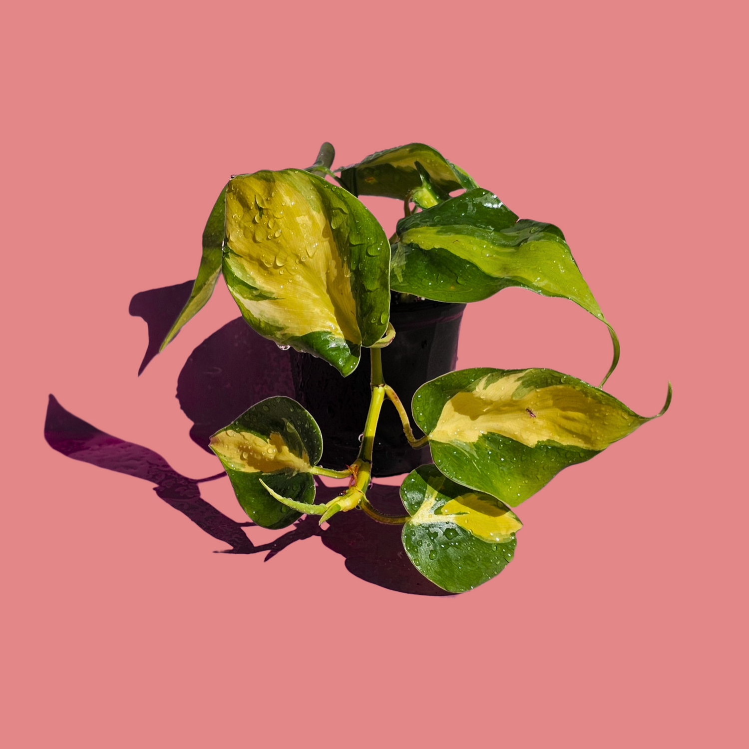 Plantas Colgantes