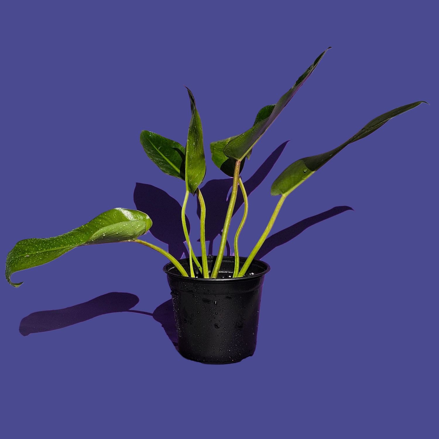 Plantas Tropicales