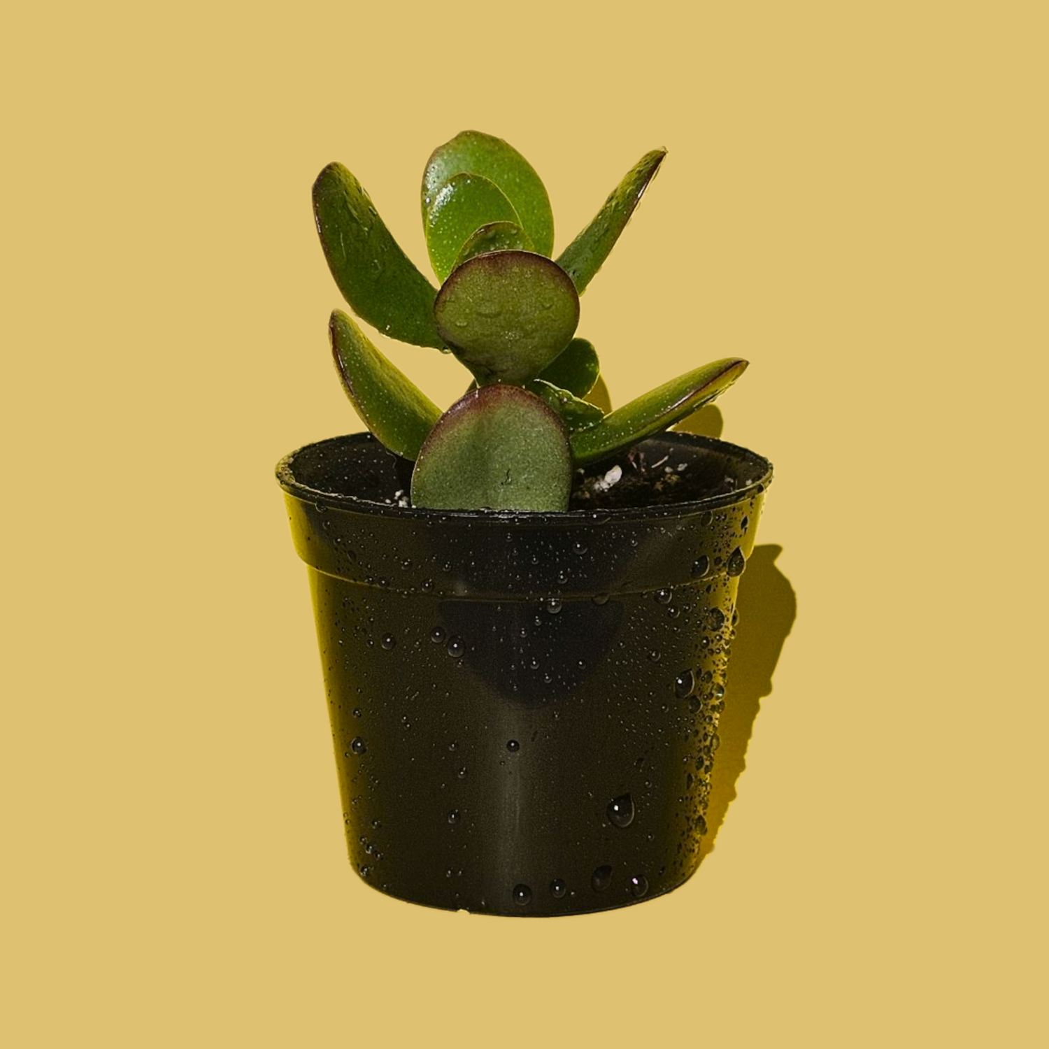 Cactus y Suculentas