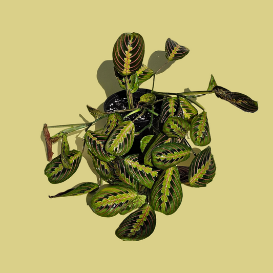 Maranta Leuconeura (50 cm)