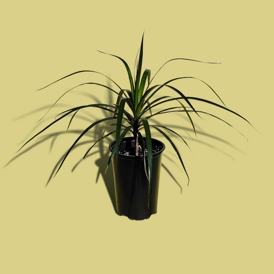 Dracena Marginata (50 cm)