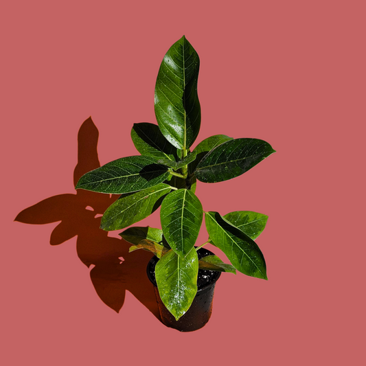 Ficus Altissima (55 cm)