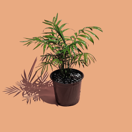 Chamadorea Elegans (35 cm)