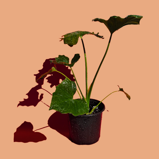 Filodendro Paraguayo (40 cm)