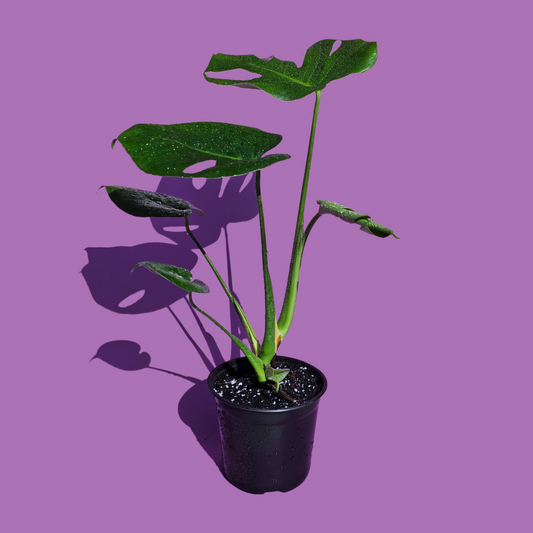 Monstera Deliciosa (55 cm)