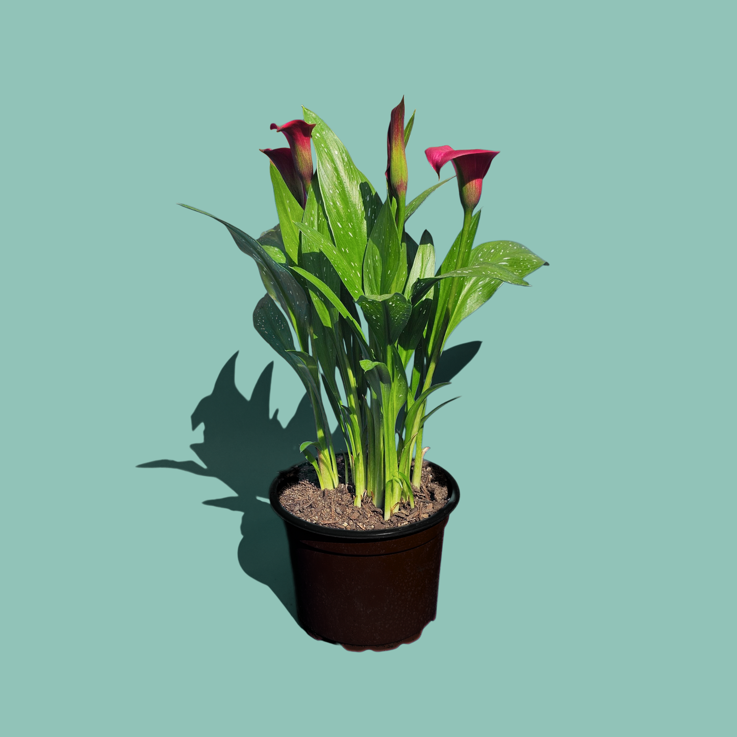 Cala de Color Morada (45 cm)