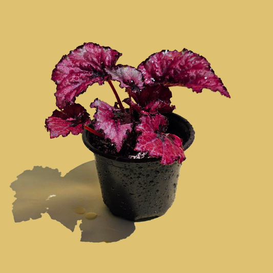 Begonia Rex Red Kiss (15 cm)