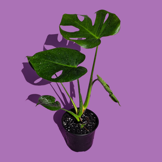 Monstera Deliciosa (55 cm)