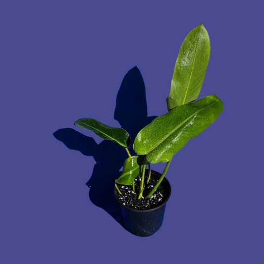 Filodendro Longifolio (35 cm)