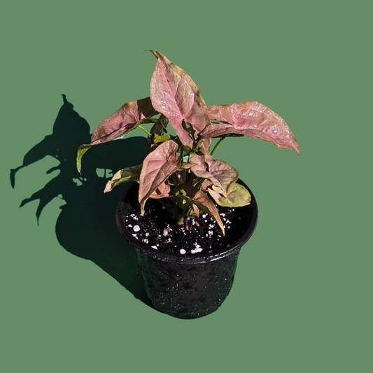 Singonio Rosado (20 cm)