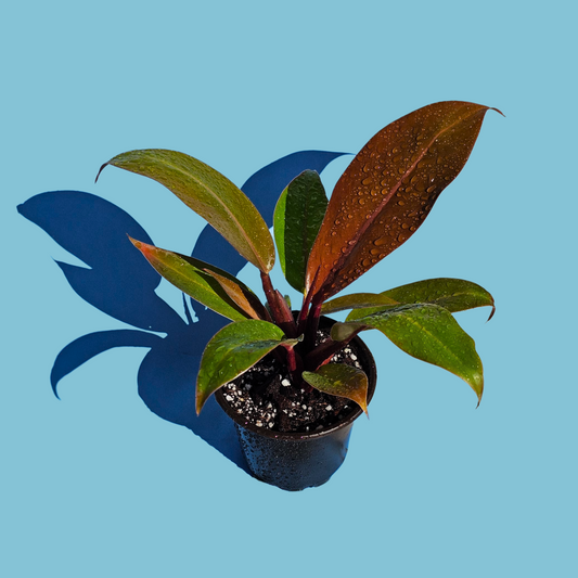 Filodendro Prince of Orange (25 cm)