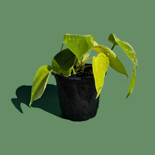 Filodendro Cordatum Lemon (20 cm)