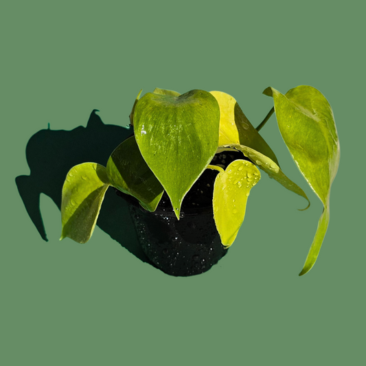 Filodendro Cordatum Lemon (20 cm)