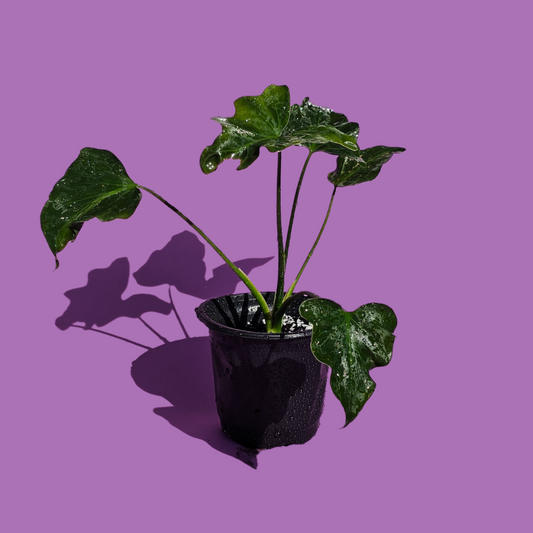 Filodendro Paraguayo (25 cm)