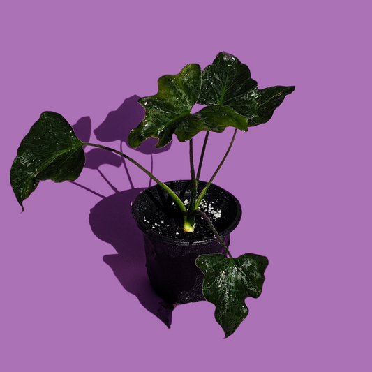 Filodendro Paraguayo (25 cm)