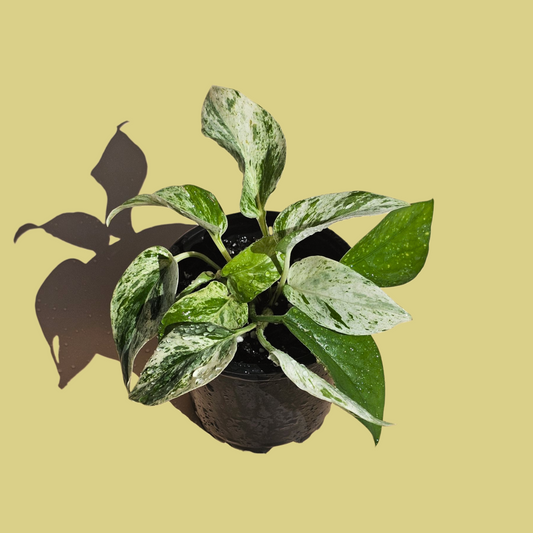 Pothus Marble Queen (15 cm)