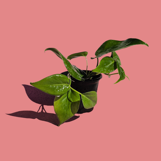 Filodendro Cordatum Verde (25 cm)