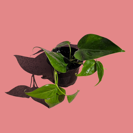 Filodendro Cordatum Verde (25 cm)