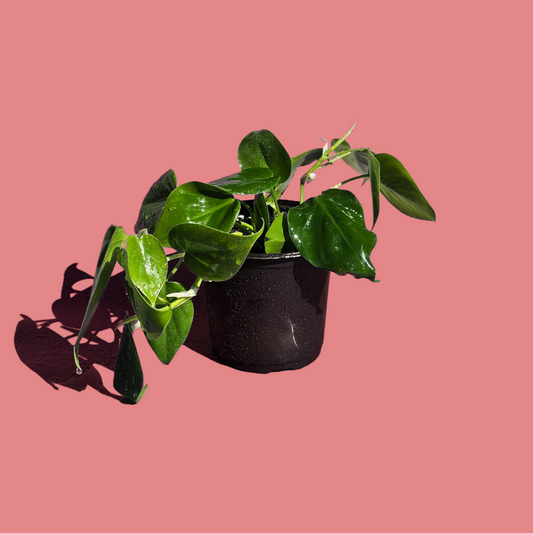 Filodendro Cordatum Verde (30 cm)