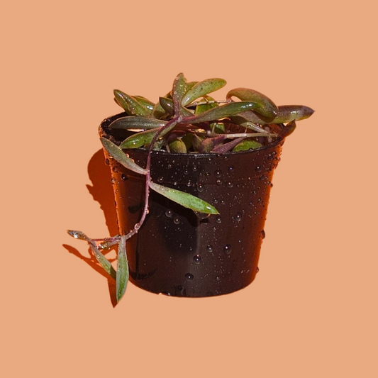 Othonna Capensis