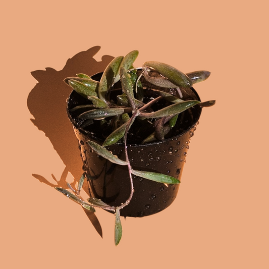 Othonna Capensis