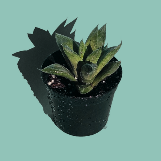Haworthia Cymbiformis