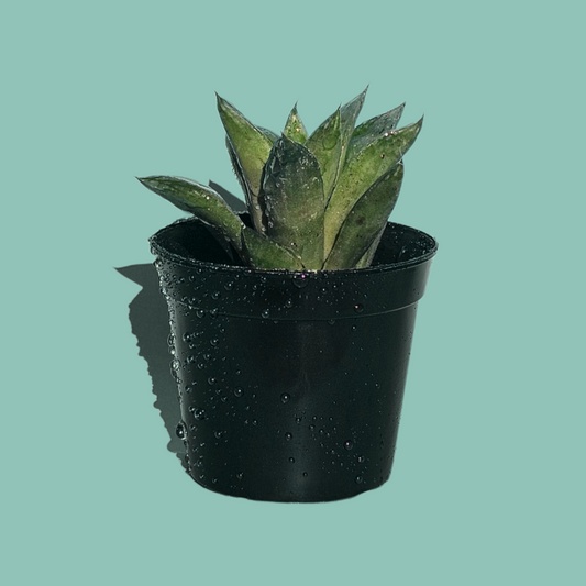Haworthia Cymbiformis